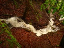 2013-06-01_Regina-F-Rau_Staffelalm_Hochwasser (012).JPG